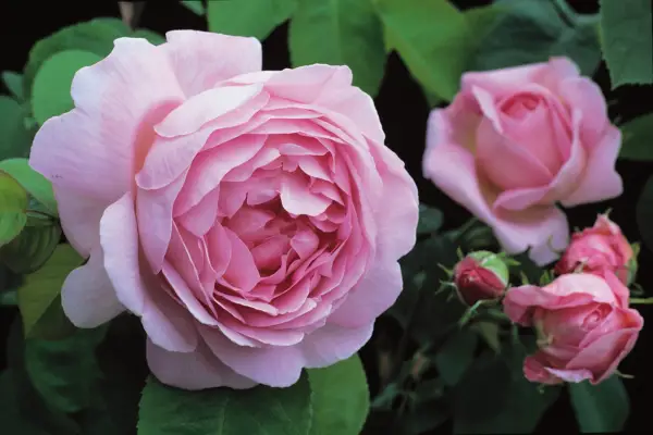 Rosa 'Constance Spry'
