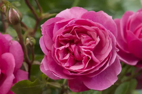 Rosa 'Indianna Mae'