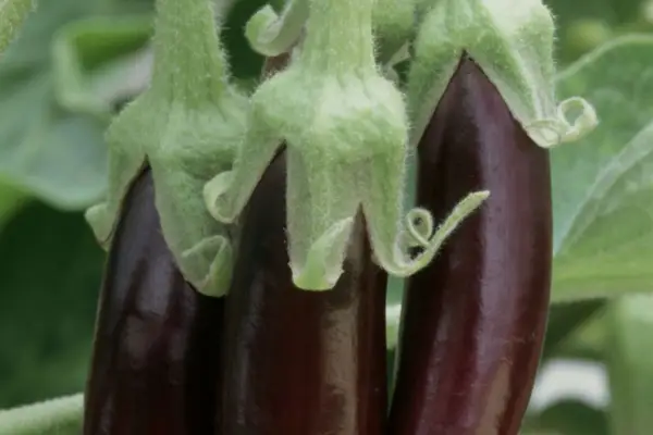Solanum melongena 'kleine Finger'
