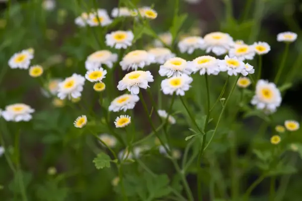 Tanacetum Parthenium 'Bonnet blanc'