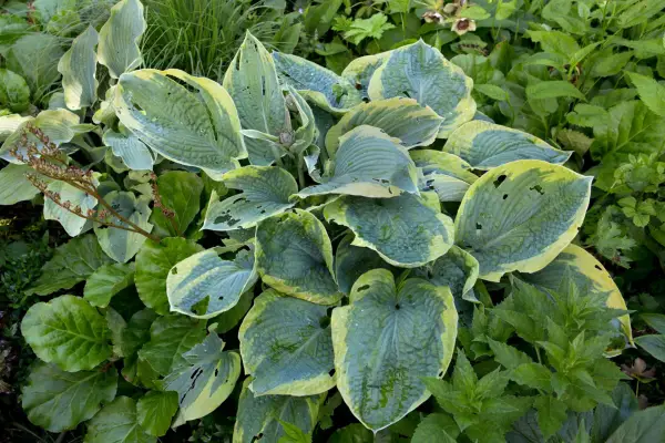 Organicky tři způsoby, jak ovládat slimáky