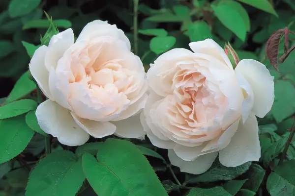 Rosa The Generous Gardener. Image courtesy of David Austin Roses