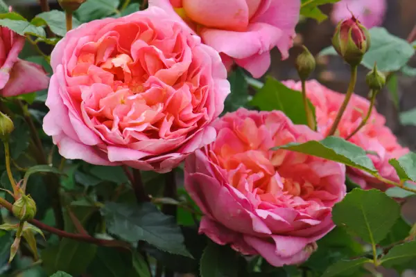 Rosa Boscobel (Auscousin). Image courtesy of David Austin Roses