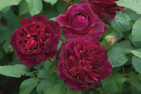 Rosa Munstead Wood. Image courtesy of David Austin Roses