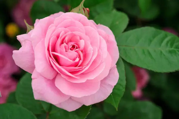 Rosa Gertrude Jekyll