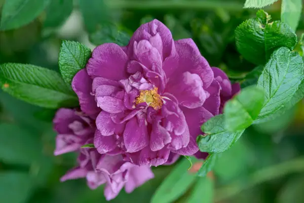 Rosa Roseraie de l