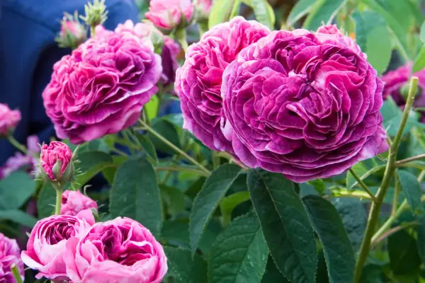 Rosa Charles de Mills