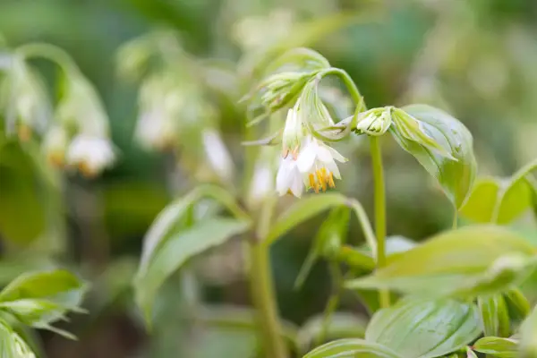 Chinese fairy bells (Disporum longistylum)