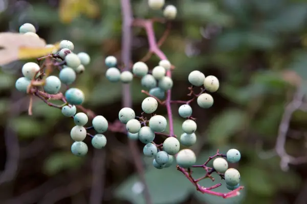 Porcelain berry (Ampelopsis brevipedunculata 