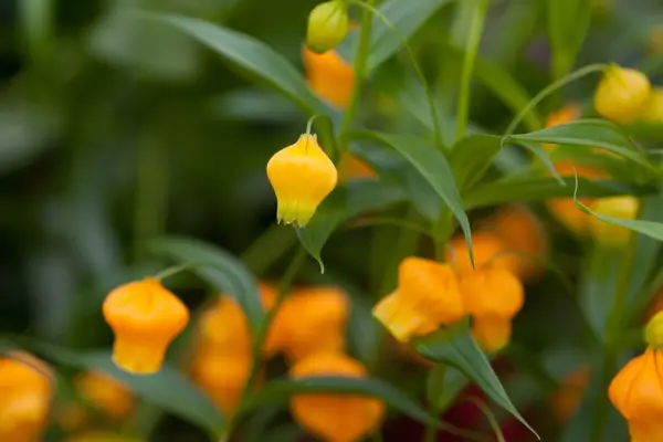 Sandersonia aurantiaca flowers