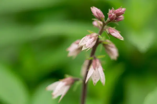 Dittany (Dictamnus albus var. purpureus) flowers