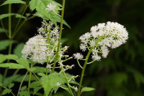 White baneberry (Actaea pachypoda) flowers