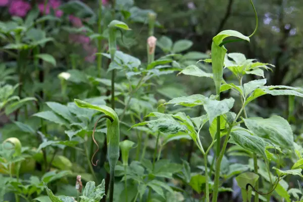 Cobra lilies (Arisaema nepenthoides)