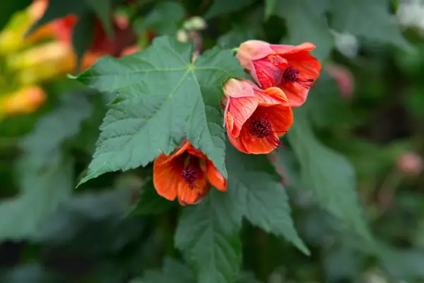 Abutilon 'Bella Red'