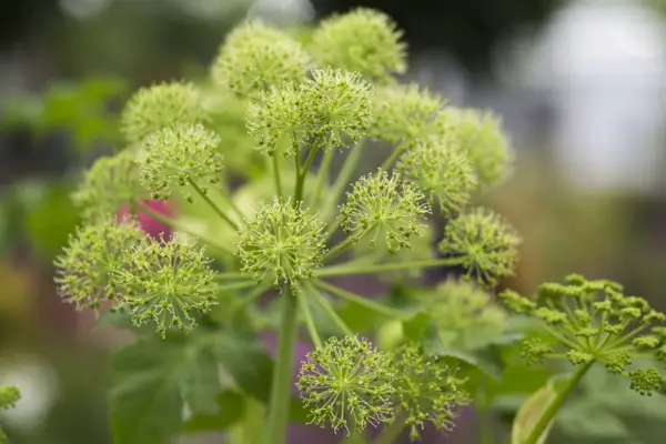 Angelica Archangelica