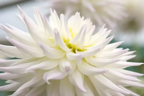 Dahlia 'Ruskin Bride'