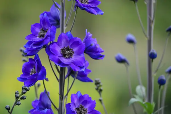 Delphinium 'amadeus'