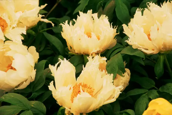 Tree peony Mikumino Akebono