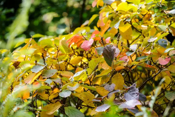 Fothergilla major