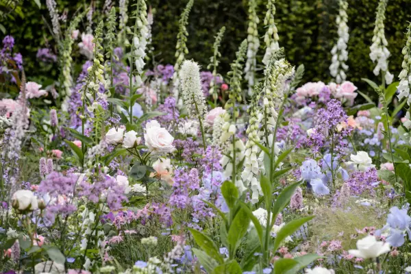 Herbaceous border