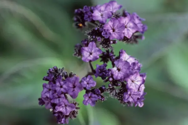 Heliotropium arborescens