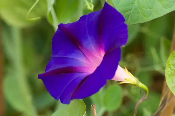 Ipomoea Purpirea
