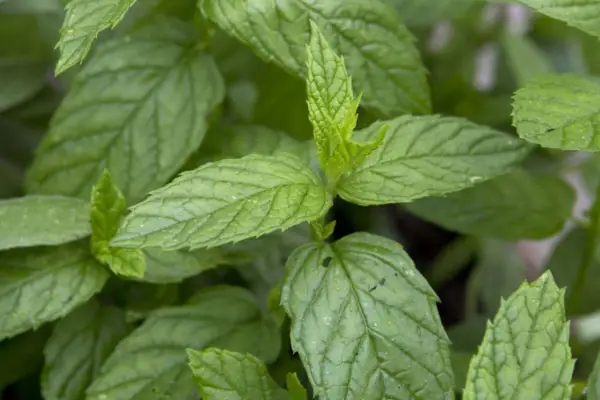 Mentha Spicata var. Crispa 'Moroccan'