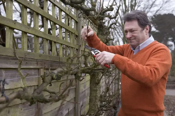 Training fruit trees