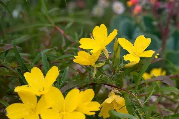 Oenothera fruticosa