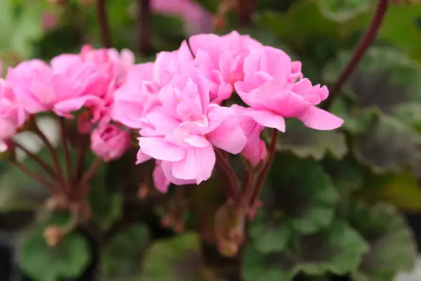 Pelargonium 'gran trær Janet'