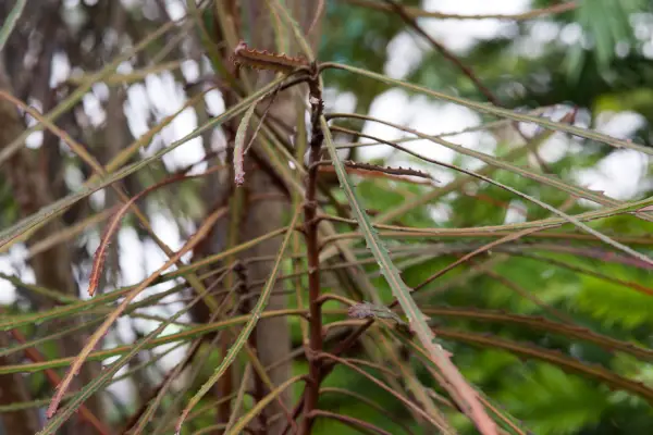 Pseudopanax crassifolius