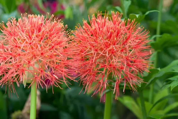 scadoxus multiflorus