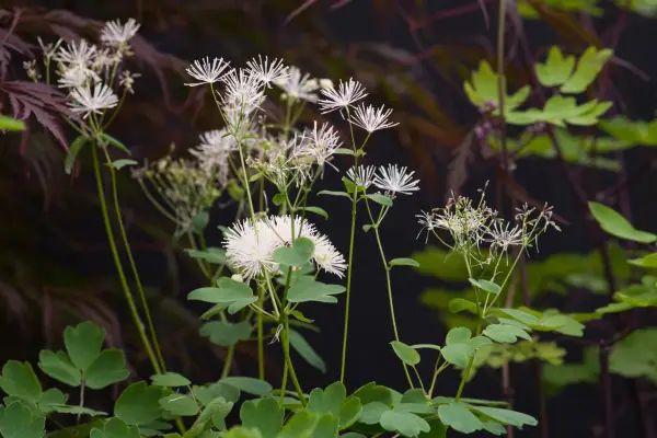 Thalictrum Aquilegifolium var. אַלבּוֹם