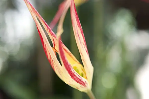 TULIP ACUMINATA