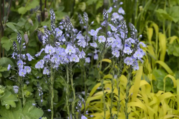 Veronica Gentianianioides