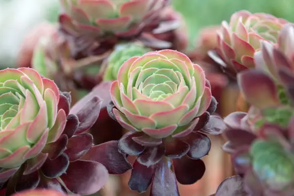 Aeonium tree 'velor'