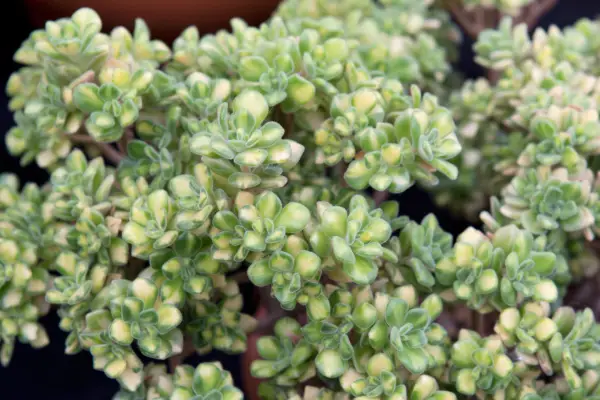 Pozsgason 10国内「variegatis」