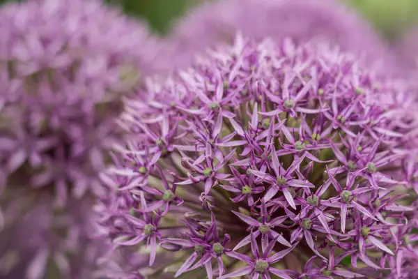 Allium „Jackpot”