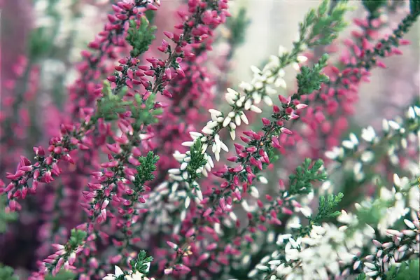 Calluna Vulgaris 'Garden Girls Series'