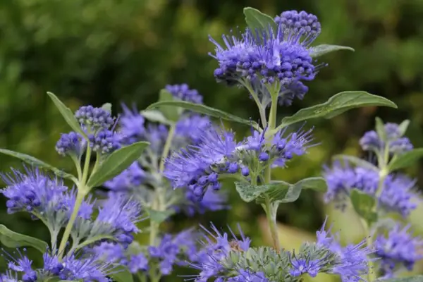 Caryopteris x Clandonensis Dark Knight