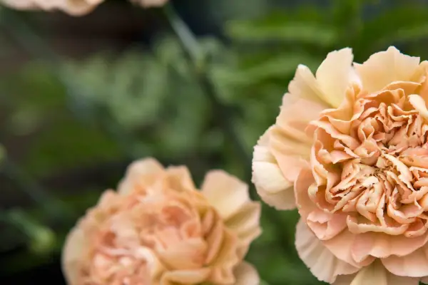 Dianthus „Antigua”