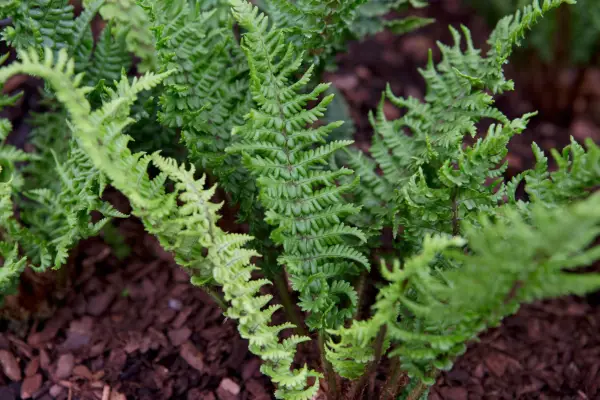 Dryopteris „Curly” a legat