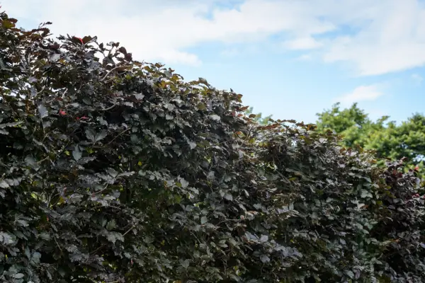 Fagus sylvatica f。紫外