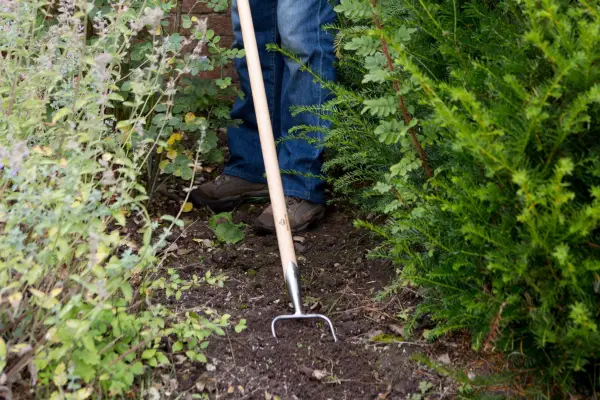 Removing weeds by sweeping the soil surface with a Dutch hoe
