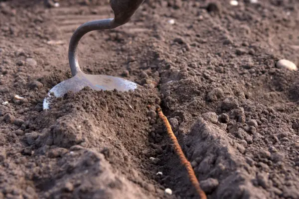 Covering seed sown in a drill with a draw hoe