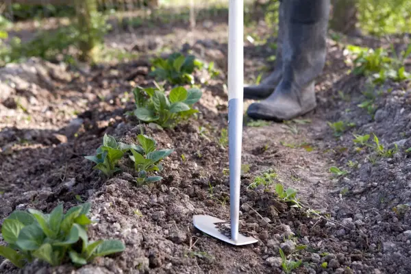 Slicing out weeds with a draw hoe