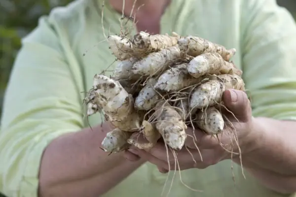 Helianthus tuberosus
