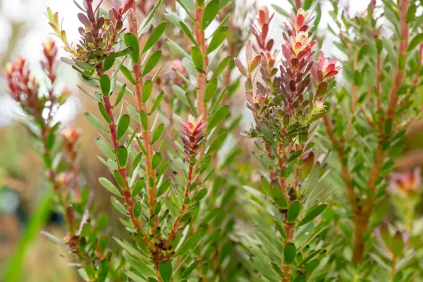 Leucadendron „pitic roșu”