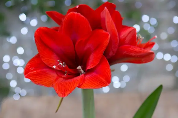 Amaryllis