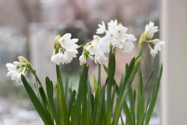 Paperwhite narcissi